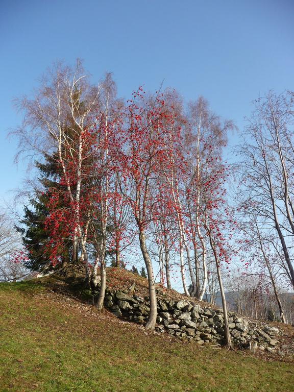 Penzion Na Zvonici Paseky nad Jizerou Exteriér fotografie